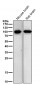 Anti-Phospho-beta Catenin (T41 + S45) Rabbit Monoclonal Antibody